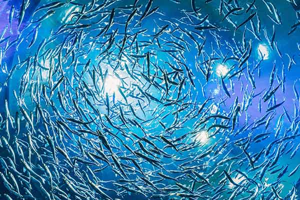 How GroPro Aqua improve production performance in aquaculture