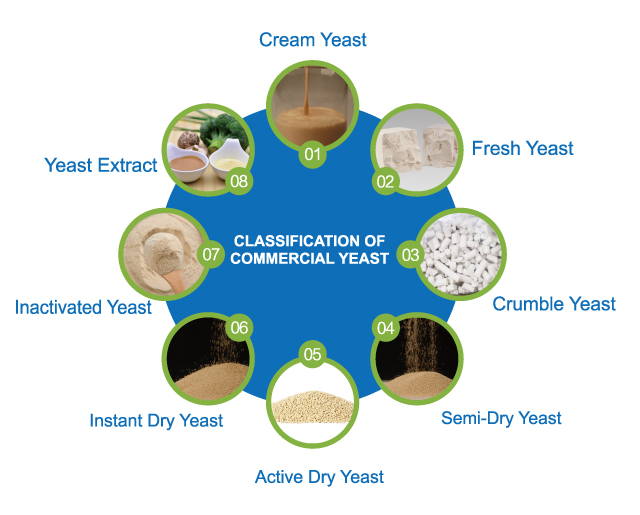 酵母分类.jpg