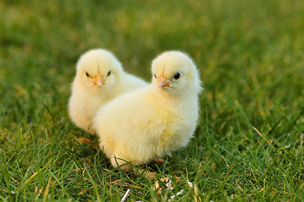 Boosting Poultry Performance with Yeast Cell Wall Benefits