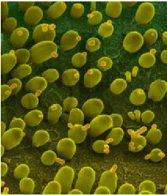 Essential knowledge for fermentation industry：what is inactive yeast？