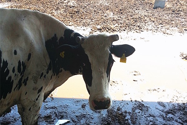 Yeavita R to increase milk yield in Belarus