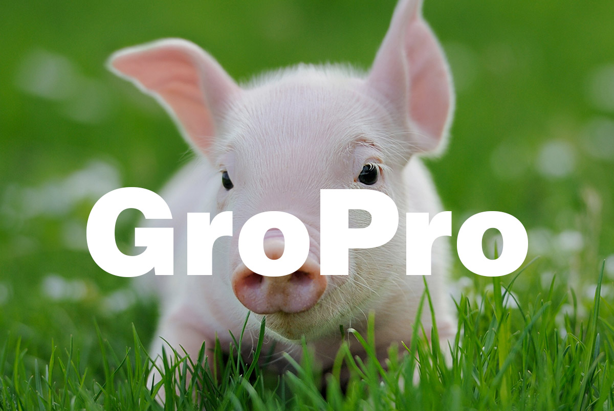 Functions and Applications of GroPro in Piglet Diet, a High-Quality Yeast Hydrolysate Protein Source