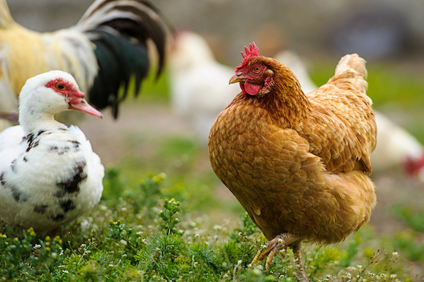 Phosphorus Expert: Phytase