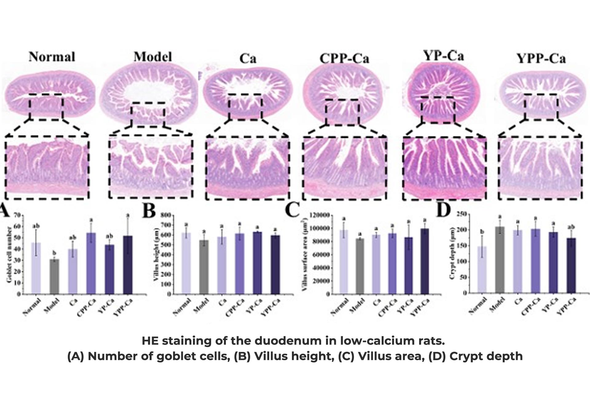 Yeast-protein-improves-the-intestinal-environment-of-low-calcium-rats.jpg