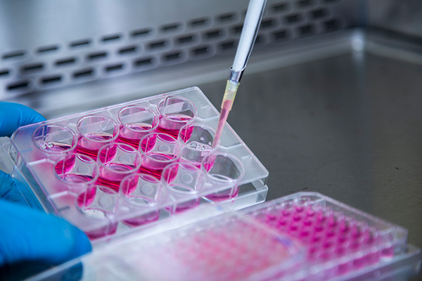 How Yeast Protein Hydrolysates Promote Cell Growth and Improve the Stability and Sustainability of Cell Culture