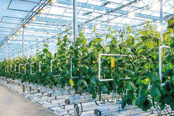 A fertile future: How biostimulants are playing a key role in food production