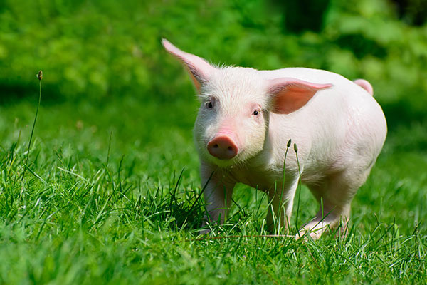 Enhancing Pork Quality with Selenium Yeast Applications